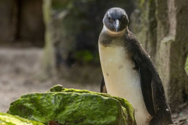 Pinguins-africanos disputam alimento com barcos comerciais em risco crítico. (Imagem: Getty Images/ Canva Pro)