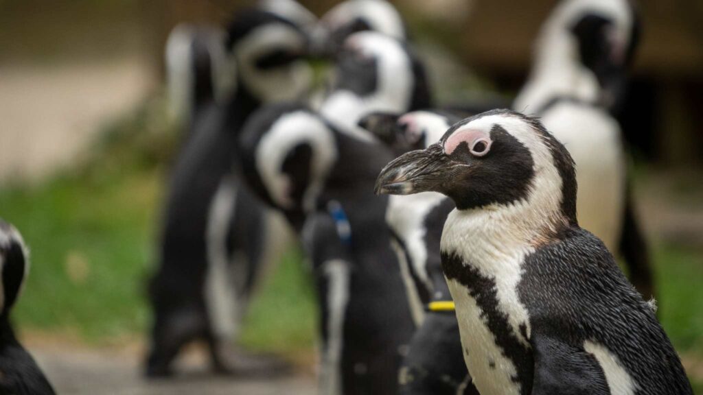 Escassez de peixes aumenta sobreposição entre pinguins e pesca industrial. (Imagem: Getty Images/ Canva Pro)
