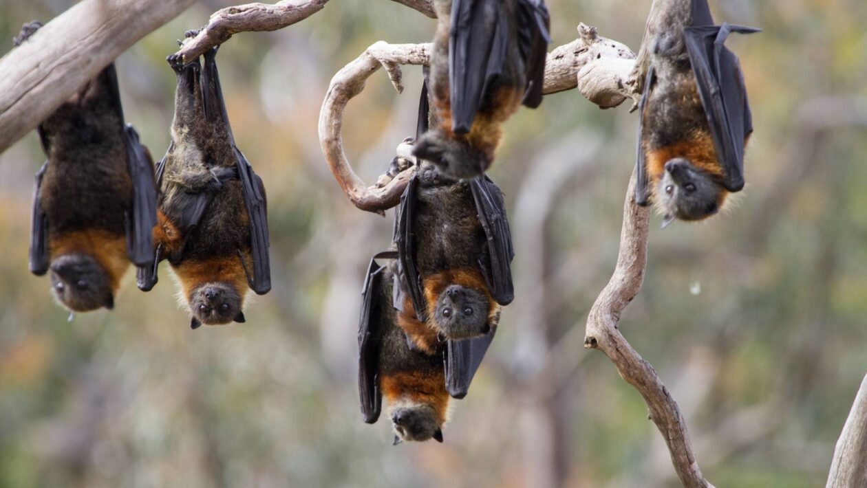 Ilha Grande é refúgio vital para morcegos e biodiversidade local (Imagem: Getty Images/ Canva Pro)