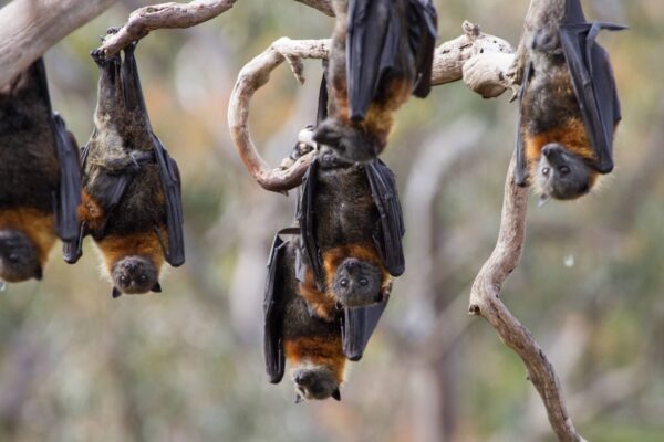 Ilha Grande é refúgio vital para morcegos e biodiversidade local (Imagem: Getty Images/ Canva Pro)