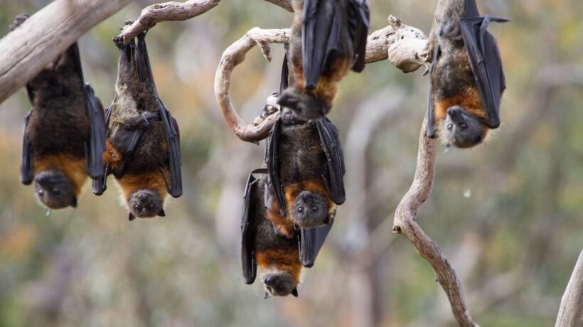 Ilha Grande é refúgio vital para morcegos e biodiversidade local (Imagem: Getty Images/ Canva Pro)