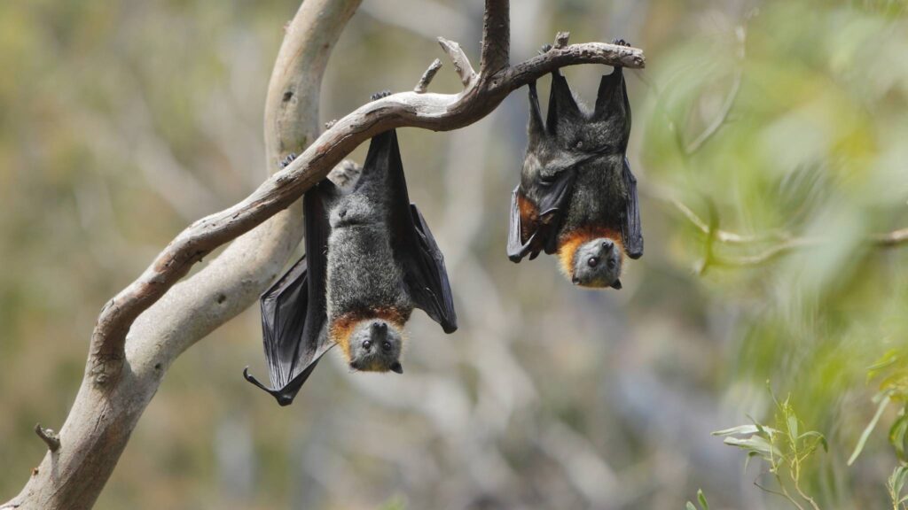 Estudo destaca importância da conservação de morcegos na Ilha Grande (Imagem: Getty Images/ Canva Pro)
