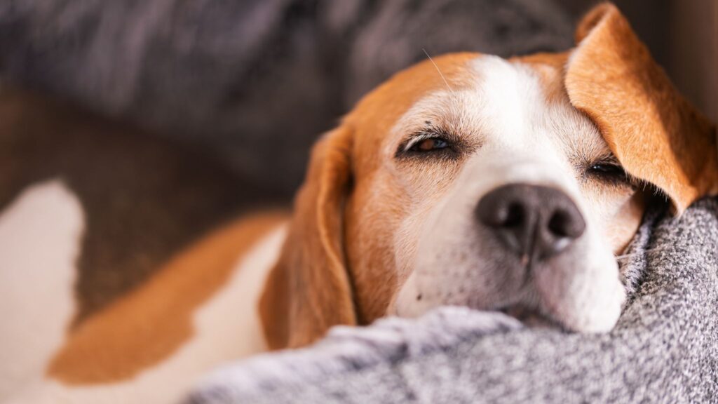 Presença do pet reduz o estresse, mas exige cuidados. (Foto: Promyslawiciak via Canva)