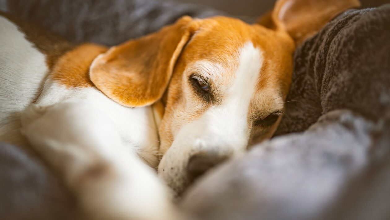 Dormir com cachorro ou gato pode causar alergias e infecções. (Foto: Promyslawiciak via Canva)