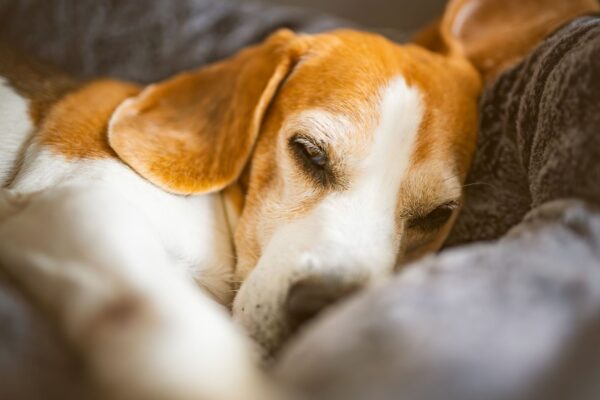 Dormir com cachorro ou gato pode causar alergias e infecções. (Foto: Promyslawiciak via Canva)