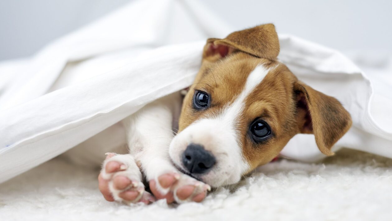 Ração específica garante nutrição completa para filhotes em crescimento. (Foto: Getty Images via Canva)