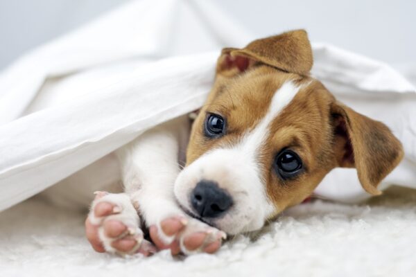 Ração específica garante nutrição completa para filhotes em crescimento. (Foto: Getty Images via Canva)