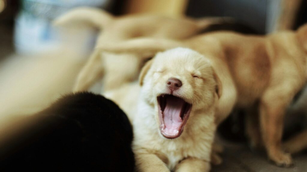 Paciência e atenção ajudam filhotes a se adaptarem ao lar. (Foto: Pexels via Canva)