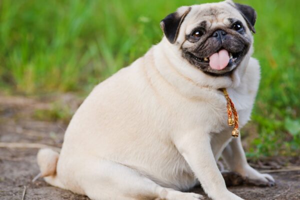 Obesidade e diabetes avançam entre pets e fauna. (Foto: Getty Images via Canva)