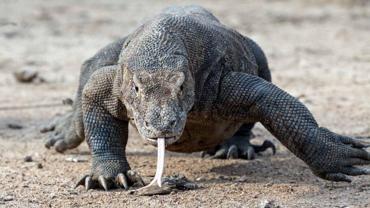 Dentes de ferro revelam nova vantagem predatória do dragão-de-komodo. (Imagem: Getty Images/ Canva Pro)