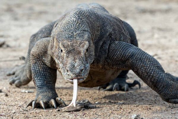 Dentes de ferro revelam nova vantagem predatória do dragão-de-komodo. (Imagem: Getty Images/ Canva Pro)