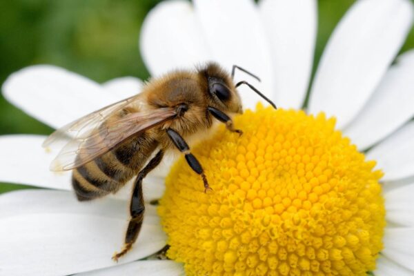 Agrotóxicos alteram comportamento de abelhas e peixes mesmo em baixa dose (Imagem: Getty Images/ Canva Pro)