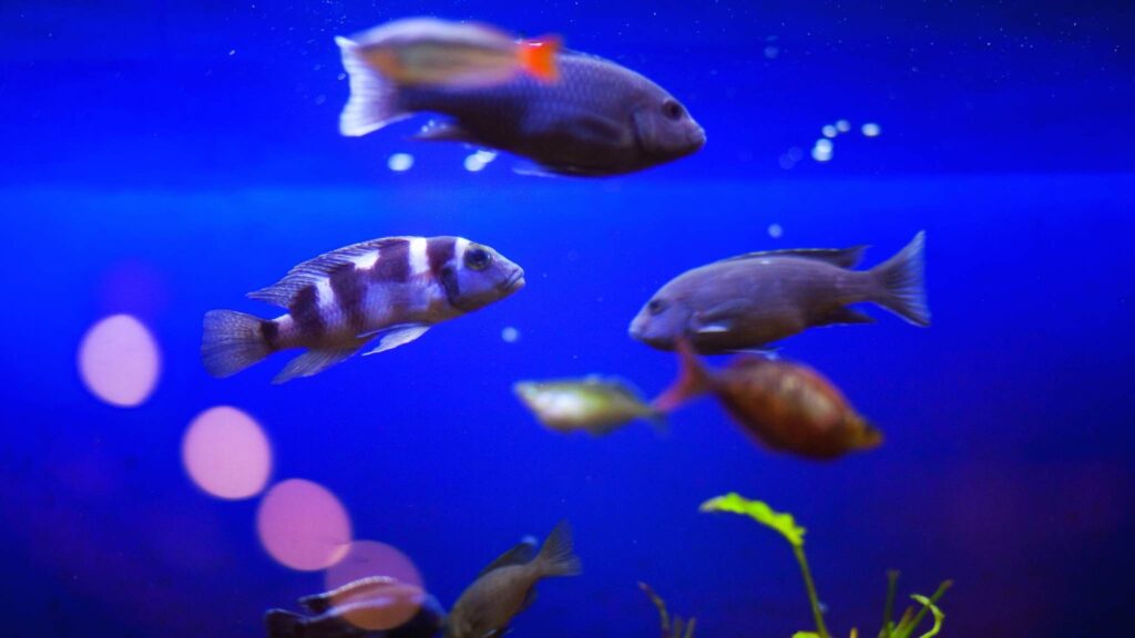 Exposição a pesticidas provoca mudanças comportamentais em espécies-chave (Imagem: Getty Images/ Canva Pro)
