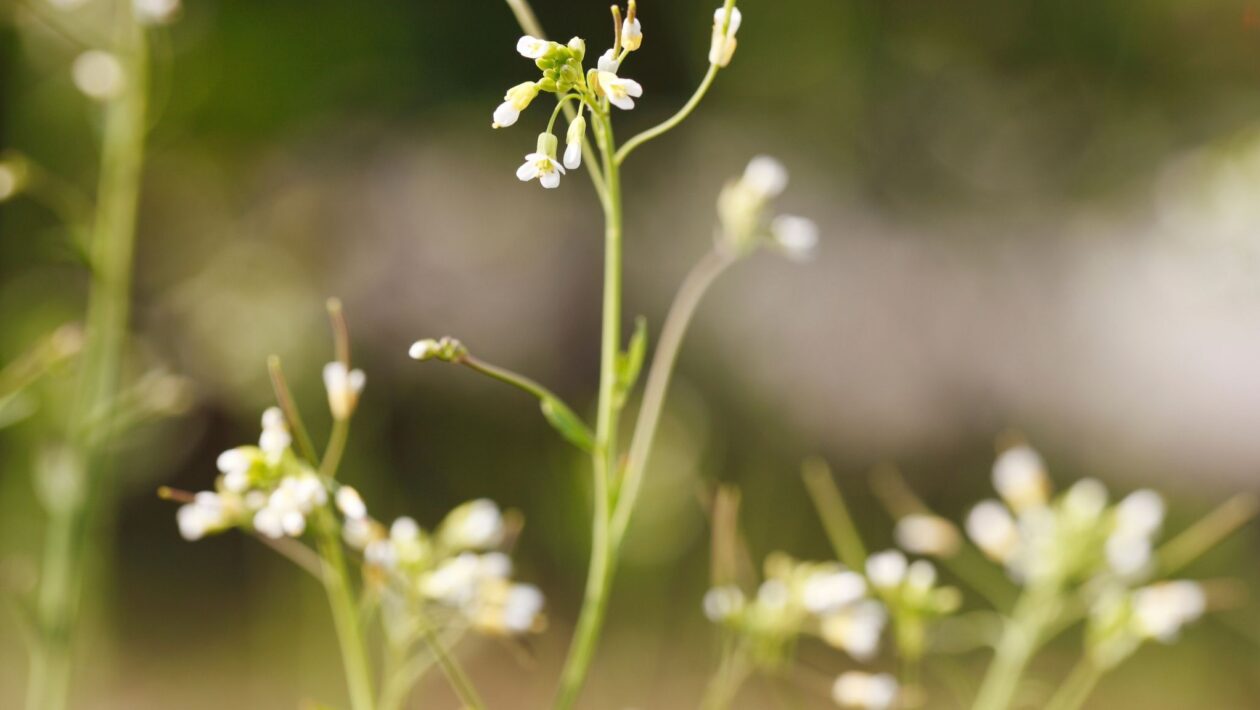 Raízes laterais revelam como plantas superam a falta de boro no solo (Imagem: Getty Images/ Canva Pro)