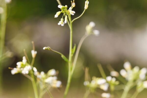 Raízes laterais revelam como plantas superam a falta de boro no solo (Imagem: Getty Images/ Canva Pro)