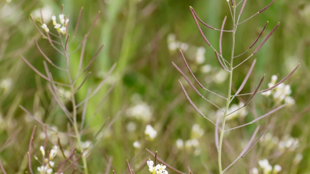 Adaptação genética fortalece culturas agrícolas contra estresse nutricional (Imagem: Getty Images/ Canva Pro)
