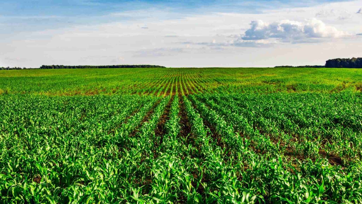 Genética de precisão promete plantas resistentes à seca e calor intenso (Imagem: Getty Images/ Canva Pro)