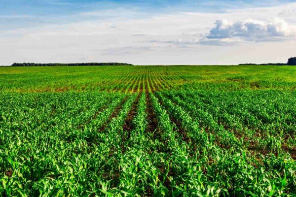 Genética de precisão promete plantas resistentes à seca e calor intenso (Imagem: Getty Images/ Canva Pro)