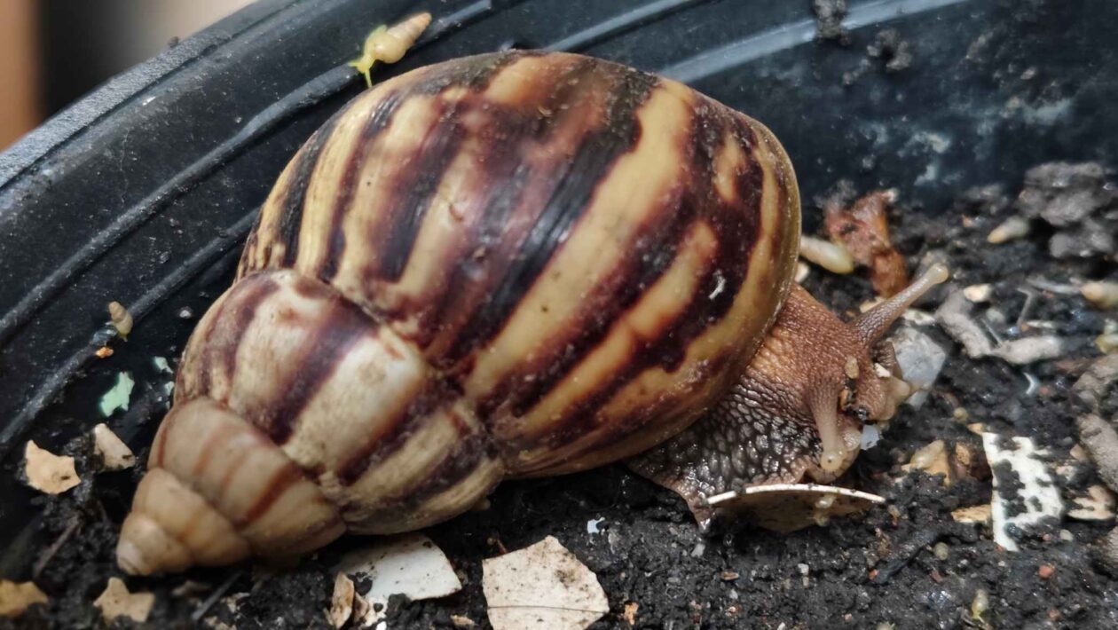 Espécies invasoras avançam no Brasil e ameaçam a biodiversidade nativa. (Imagem: Anpan via Canva)