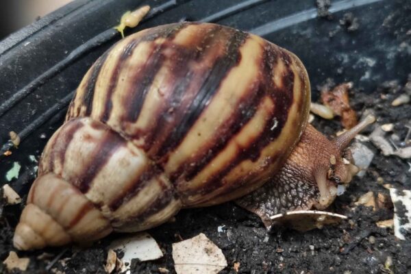 Espécies invasoras avançam no Brasil e ameaçam a biodiversidade nativa. (Imagem: Anpan via Canva)
