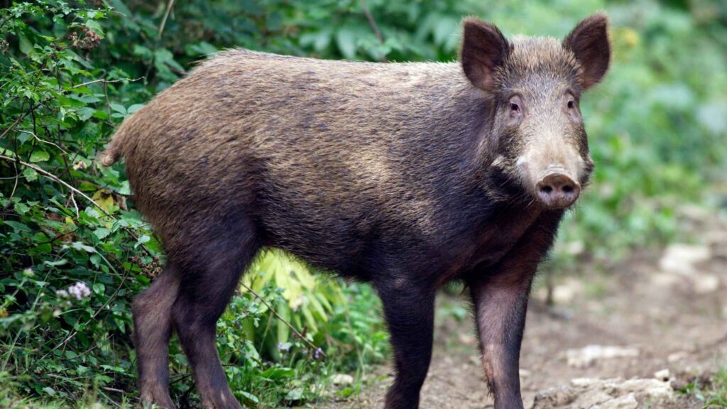 Organismos exóticos se espalham rápido e alteram ecossistemas brasileiros. (Imagem: Getty Images/ Canva Pro)
