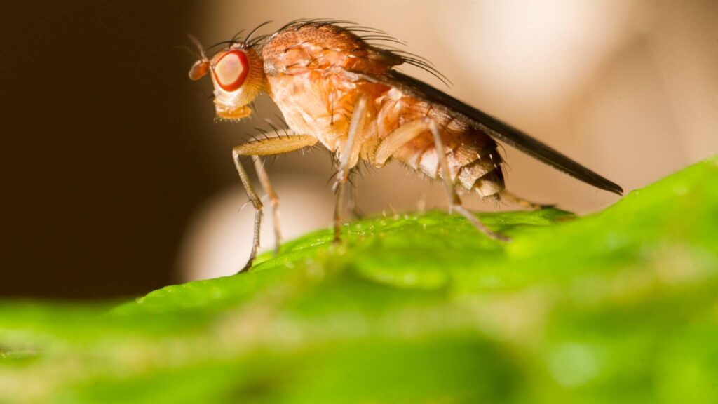 Gene Brinker pode ter sido chave para o surgimento das asas (Imagem: Getty Images/ Canva Pro)
