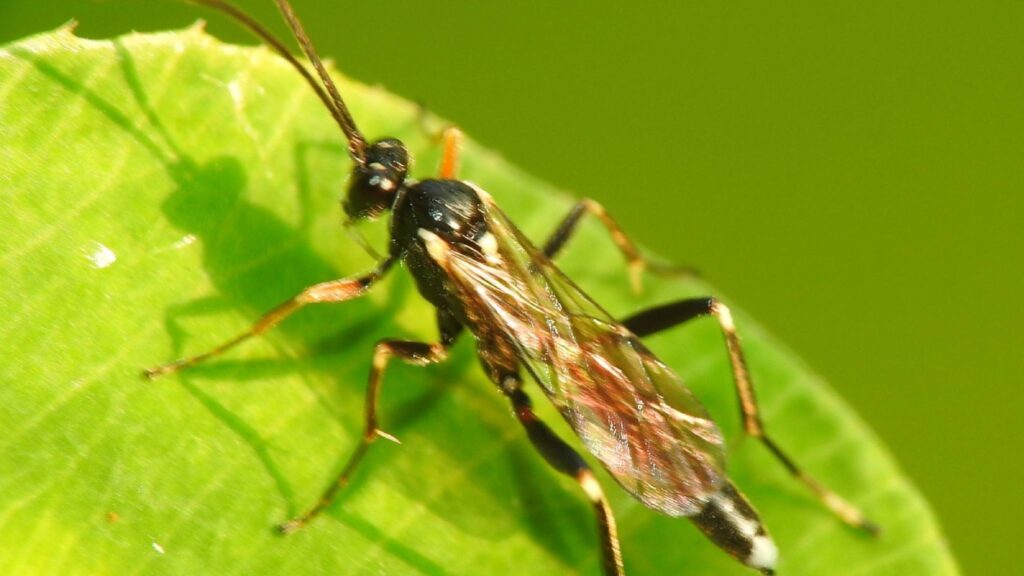 Descoberta revela como sinais celulares ampliaram tecidos para voo (Imagem: Getty Images/ Canva Pro)
