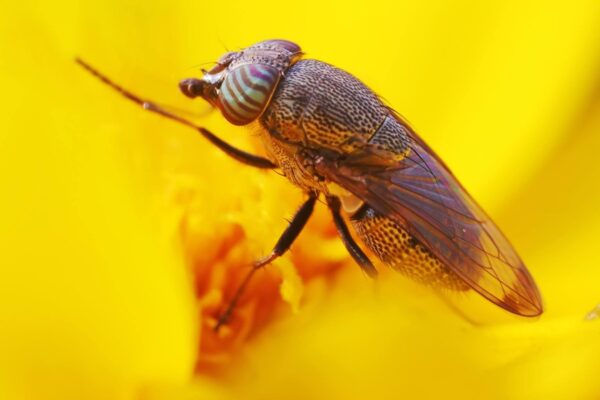 Circuito genético pode ter impulsionado a evolução das asas dos insetos (Imagem: Getty Images/ Canva Pro)