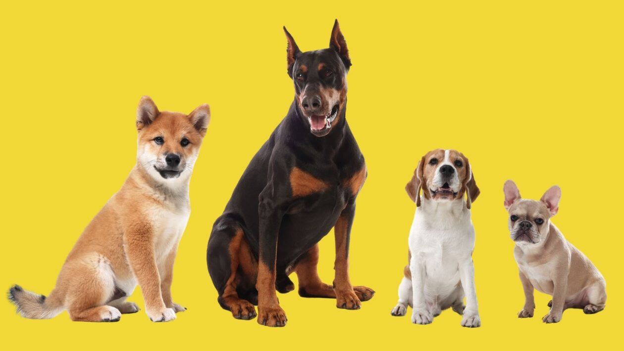 Cães antigos já exibiam grande diversidade de formas e tamanhos. (Foto: Africa Images via Canva)