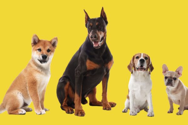 Cães antigos já exibiam grande diversidade de formas e tamanhos. (Foto: Africa Images via Canva)