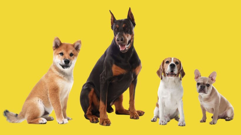 Cães antigos já exibiam grande diversidade de formas e tamanhos. (Foto: Africa Images via Canva)