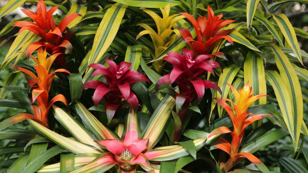 Expansão do genoma ajuda plantas tropicais a se adaptarem melhor (Imagem: Getty Images/ Canva Pro)