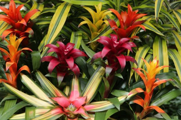 Expansão do genoma ajuda plantas tropicais a se adaptarem melhor (Imagem: Getty Images/ Canva Pro)