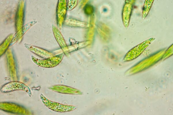 Fitoplâncton polar ajudou vida marinha a sobreviver extinção antiga (Imagem: Getty Images/ Canva Pro)