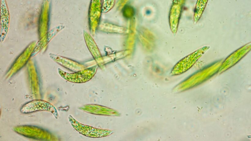 Fitoplâncton polar ajudou vida marinha a sobreviver extinção antiga (Imagem: Getty Images/ Canva Pro)