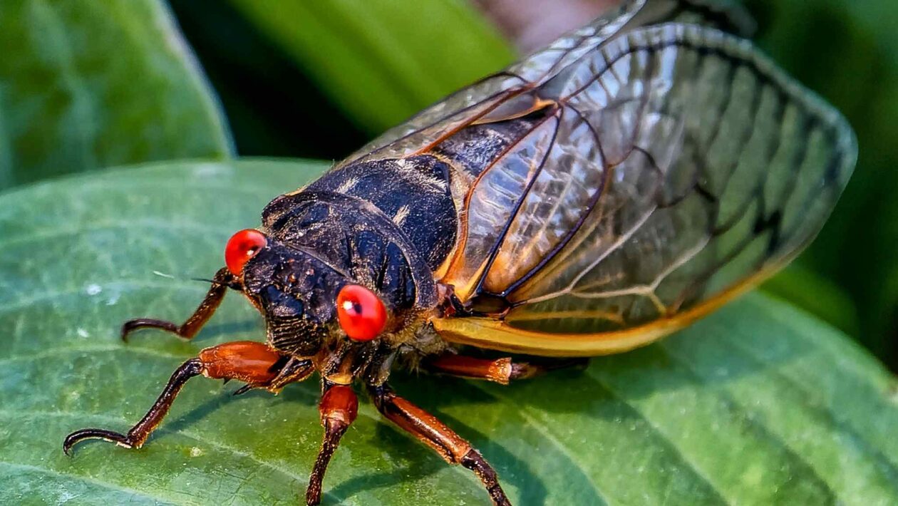 Pesquisadores transformam cigarras em farinha rica em proteína animal (Imagem: Getty Images/ Canva Pro)