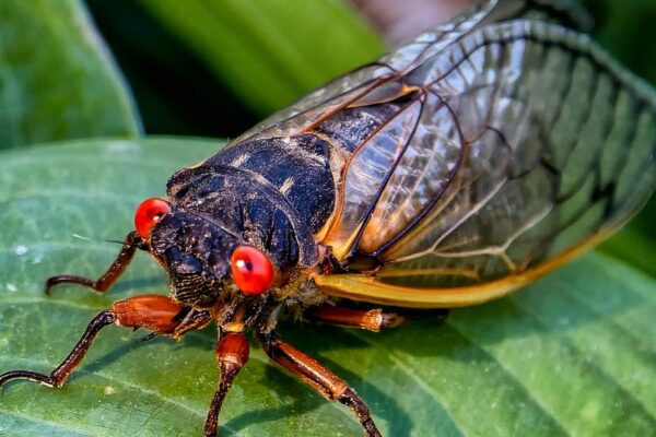 Pesquisadores transformam cigarras em farinha rica em proteína animal (Imagem: Getty Images/ Canva Pro)