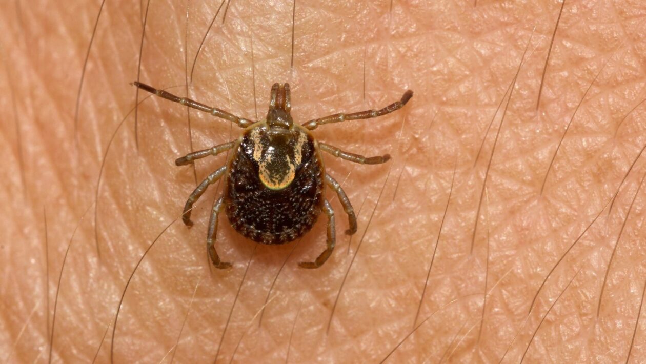Carrapato-estrela transmite febre maculosa rapidamente. (Foto: Getty Images via Canva)