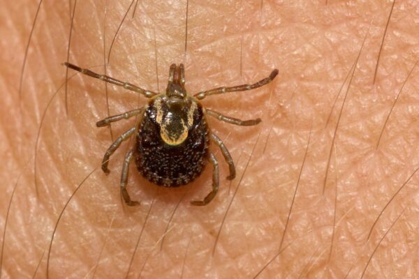 Carrapato-estrela transmite febre maculosa rapidamente. (Foto: Getty Images via Canva)