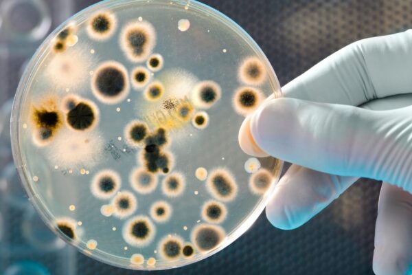 Sonda fluorescente revela como bactérias sentem superfícies em tempo real. (Imagem: Getty Images/ Canva Pro)