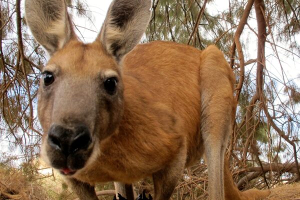 Dorcopsoides fossilis é precursor dos cangurus modernos. (Foto: Getty Images via Canva)