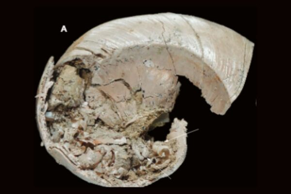 Fóssil raro mostra filhote de caracol protegido dentro da mãe (Imagem: Hsu C.-H., et al. (2025)/ Geodiversitas)