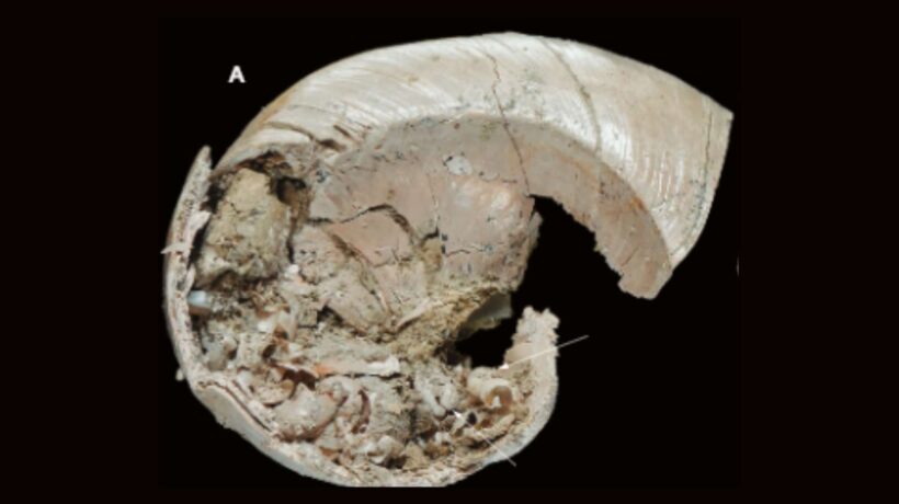 Fóssil raro mostra filhote de caracol protegido dentro da mãe (Imagem: Hsu C.-H., et al. (2025)/ Geodiversitas)