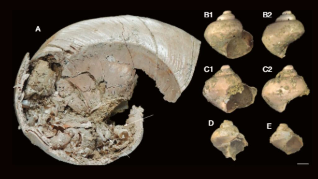 Descoberta revela cuidado parental em caracóis pré-históricos (Imagem: Hsu C.-H., et al. (2025)/ Geodiversitas)
