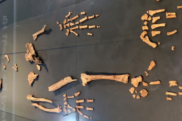 Tornozelo fóssil mostra início do bipedalismo. (Foto: Sailko via Wikimedia Commons)