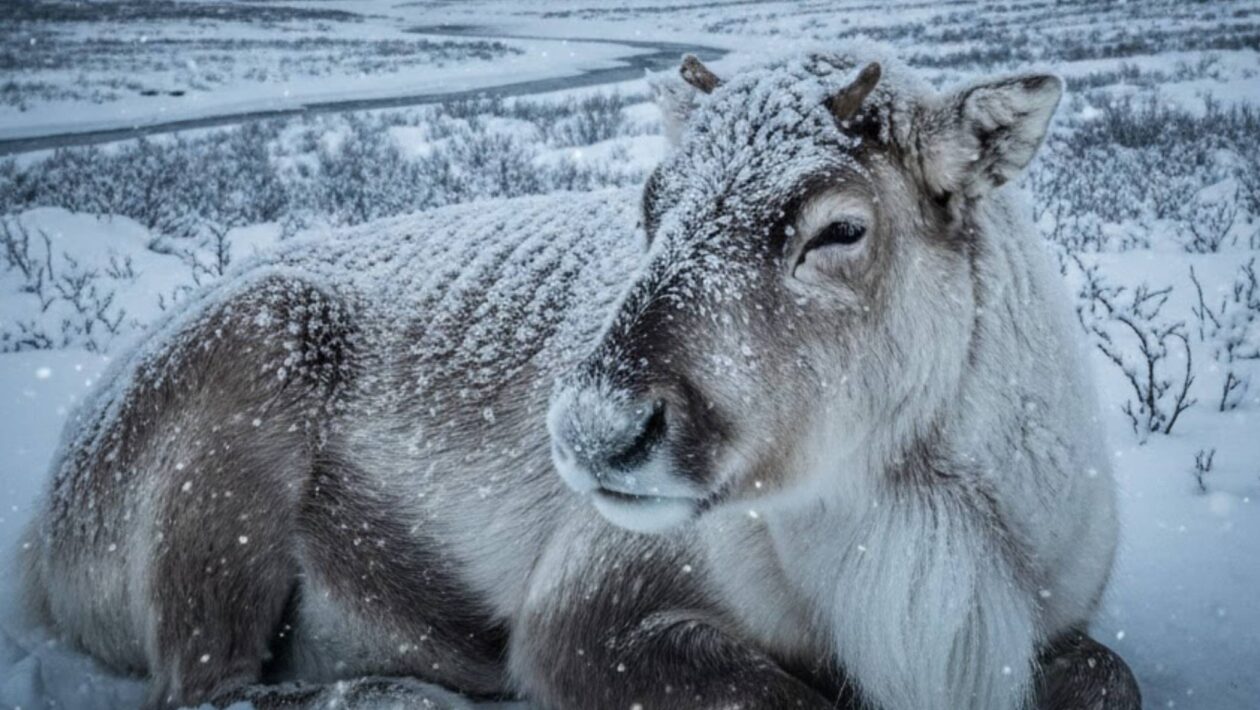 Frio extremo de -52,6°C congela animais e desafia a fauna na Noruega. (Imagem: Gerada por IA/ Gemini)