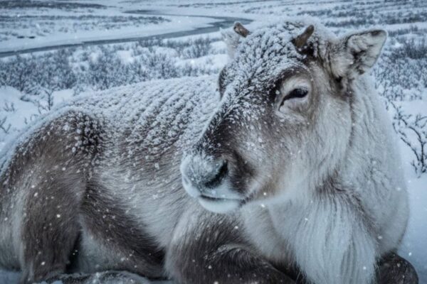 Frio extremo de -52,6°C congela animais e desafia a fauna na Noruega. (Imagem: Gerada por IA/ Gemini)
