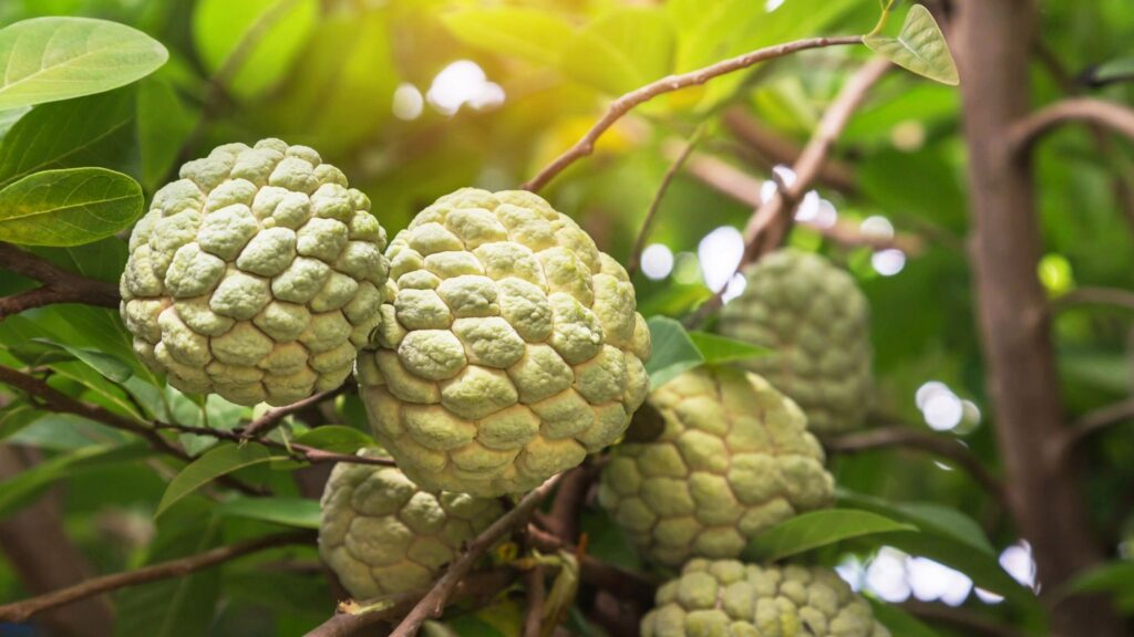 Fitoquímicos da fruta ajudam a modular inflamações. (Foto: Getty Images via Canva)