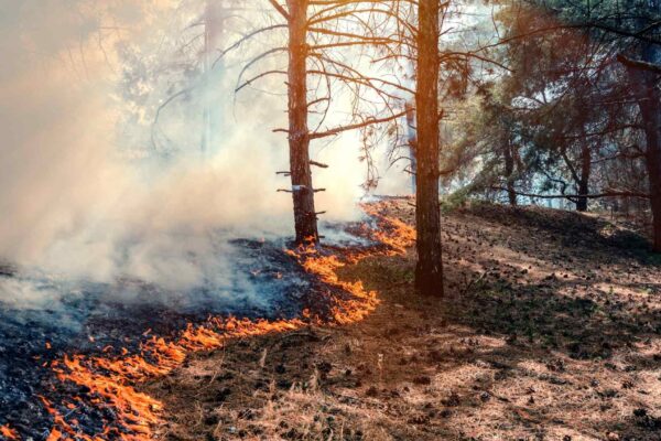 Descubra como fungos que amam o fogo ajudam a recuperar florestas (Imagem: Getty Images/ Canva Pro)