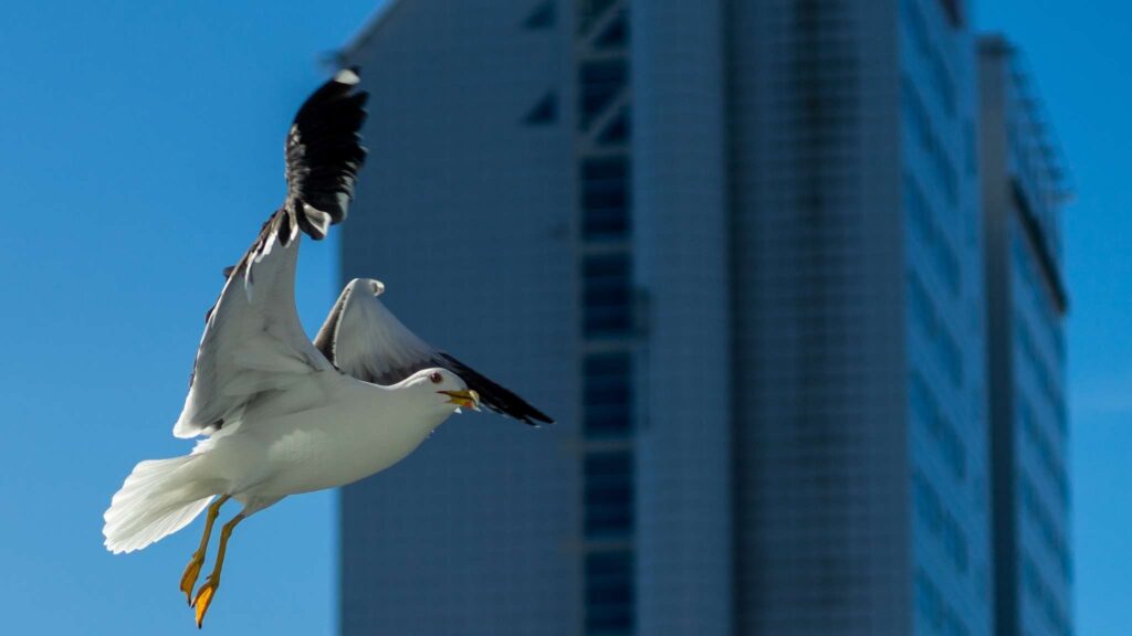 Aves abandonam repouso e se desorientam durante celebrações noturnas (Imagem: Getty Images/ Canva Pro)